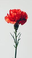 Carnation isolated on white background photo