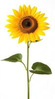 Sunflower isolated on white background photo