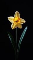 Daffodil isolated on black background photo