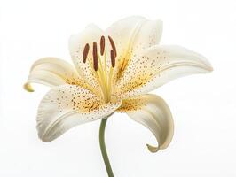 Orchid isolated on white background photo