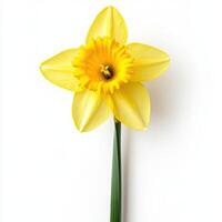 Daffodil isolated on white background photo