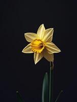 Daffodil isolated on black background photo
