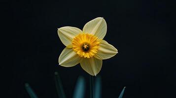 Daffodil isolated on black background photo