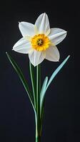 Daffodil isolated on black background photo