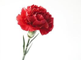 Carnation isolated on white background photo