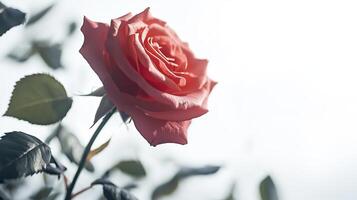 Rose isolated on white background photo