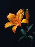 Lily isolated on black background photo