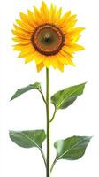 Sunflower isolated on white background photo