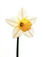 Daffodil isolated on white background photo