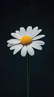 Daisy isolated on black background photo