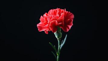 Carnation isolated on black background photo