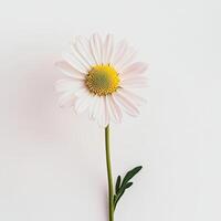 Daisy isolated on white background photo