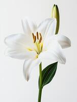 Orchid isolated on white background photo