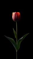 Tulip isolated on black background photo