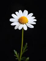 Daisy isolated on black background photo