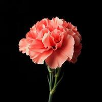 Carnation isolated on black background photo