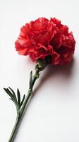 Carnation isolated on white background photo