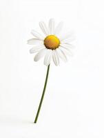 Daisy isolated on white background photo