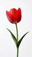 Tulip isolated on white background photo