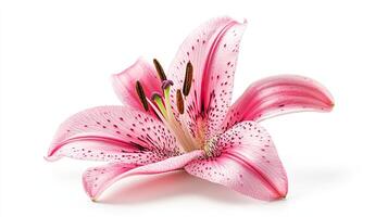 Orchid isolated on white background photo