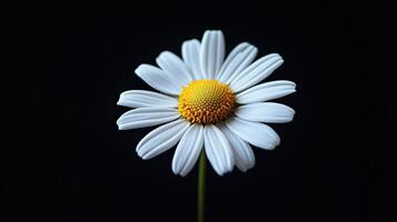 Daisy isolated on black background photo