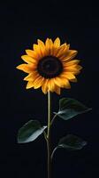 Sunflower isolated on black background photo