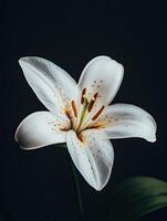 Lily isolated on black background photo