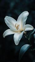 Lily isolated on black background photo