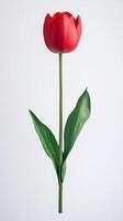 Tulip isolated on white background photo