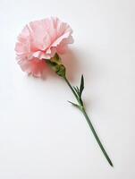 Carnation isolated on white background photo