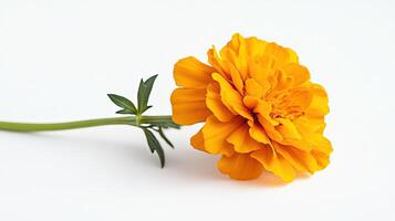 Marigold isolated on white background photo