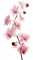 Lily isolated on white background photo