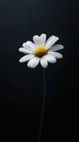 Daisy isolated on black background photo