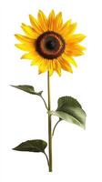 Sunflower isolated on white background photo
