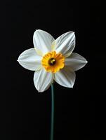 Daffodil isolated on black background photo