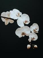 Orchid isolated on black background photo