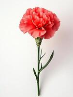 Carnation isolated on white background photo