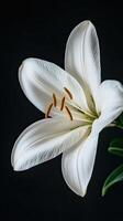 Lily isolated on black background photo