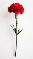 Carnation isolated on white background photo