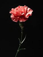 Carnation isolated on black background photo
