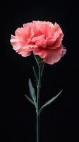 Carnation isolated on black background photo