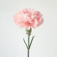 Carnation isolated on white background photo