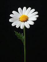 Daisy isolated on black background photo
