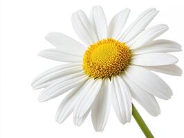 Daisy isolated on white background photo