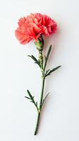 Carnation isolated on white background photo