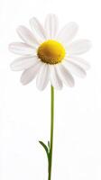 Daisy isolated on white background photo