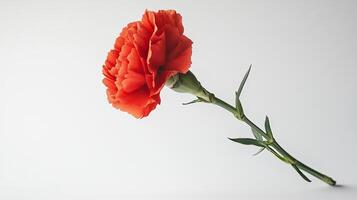 Carnation isolated on white background photo