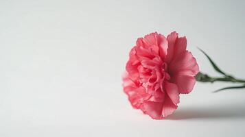 Carnation isolated on white background photo