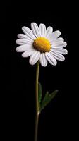 Daisy isolated on black background photo