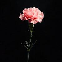 Carnation isolated on black background photo